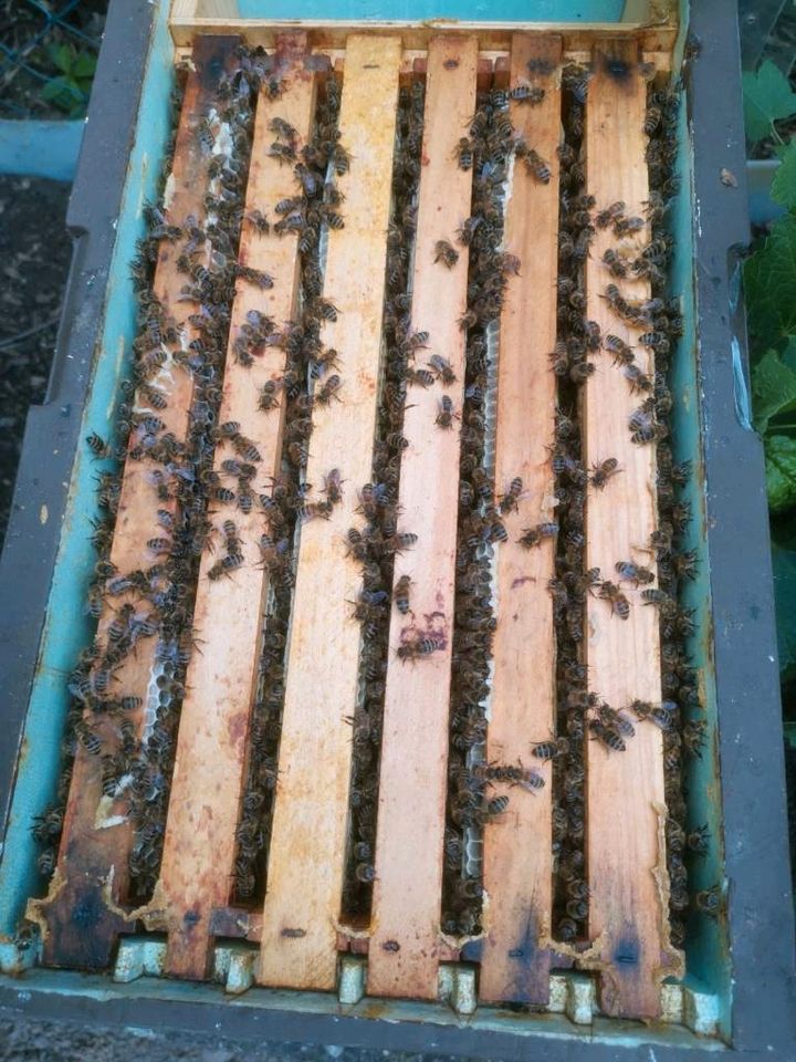 Ableger Bienen Buckfast in Darmstadt