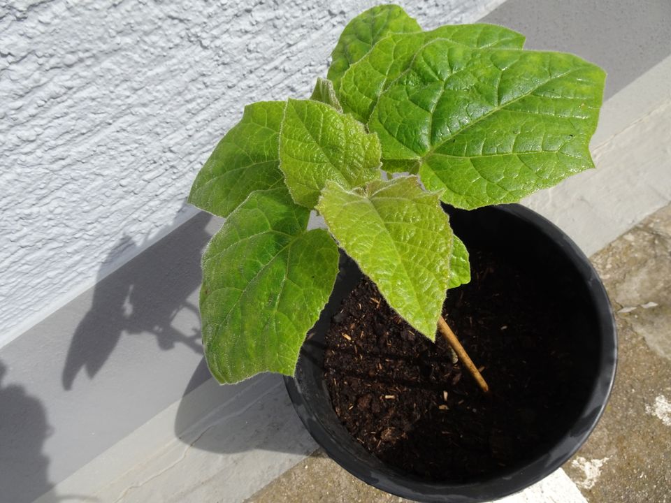 Kiri-Baum, Blauglockenbaum, Baum, Garten, CO2 Wunder, Terrasse in Griesheim