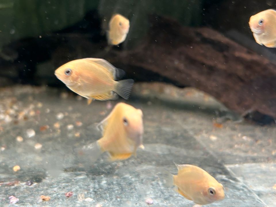 Heros severum gold Augenfleckbuntbarsch 4,50€ in Rangendingen