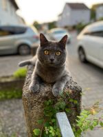 Kater vermisst Hessen - Reinheim Vorschau