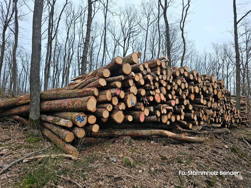 Sonderpreis: Eiche Stammholz als Brennholz keine Buche in Butzbach