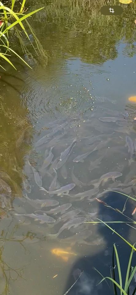 Koi Goldfisch Mix abzugeben (schwarze Goldfische) ca. 15-20cm in Mühlenbeck