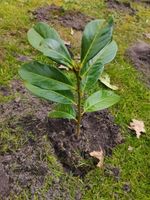 Kirschlorbeer / Gartenpflanze Niedersachsen - Rotenburg (Wümme) Vorschau