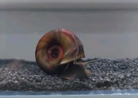 Teichposthornschnecke / Posthornschnecke Planorbarius corneus Nordrhein-Westfalen - Rödinghausen Vorschau