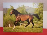 Bild / Fotodruck auf Leinwand Pferd gallopierend 100 x 75cm Nordrhein-Westfalen - Sendenhorst Vorschau