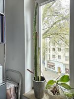 Pflanze im Topf Kaktus Düsseldorf - Düsseltal Vorschau