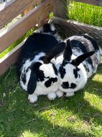 Kaninchen Paar in liebevolle Hände abzugeben Sachsen-Anhalt - Barleben Vorschau