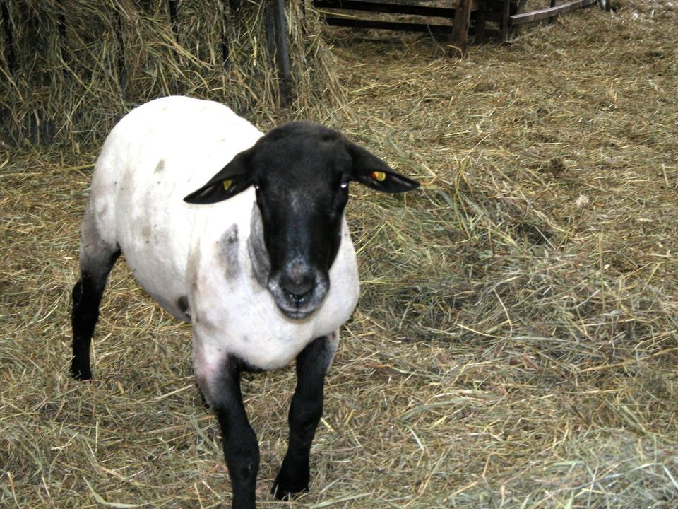 Schafbock 5 Jahre alt in Kremmen