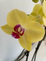 Große gelbe Orchidee München - Schwabing-Freimann Vorschau