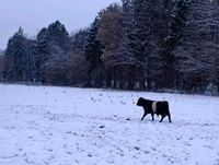 Belted Galloway Dexter Mix Bulle Absetzer Niedersachsen - Stelle Vorschau