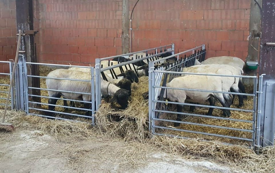 Futtertischgang - Raufe für Schafe Lämmer Suffolk Texel Silo Heu in Trendelburg