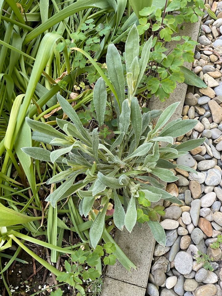 Sedum Pflanzen in Langweid am Lech