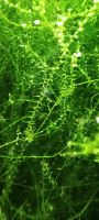 ☘️ Sumpfdeckelmoos Wasserpflanze Aquariumpflanze / 3€*☘️ Rheinland-Pfalz - Minfeld Vorschau