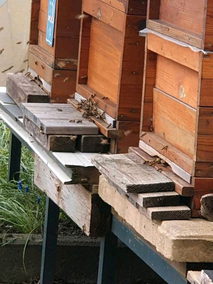 Bienen  Ableger  Zander in Köln