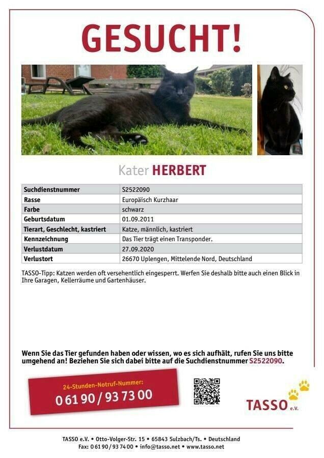 Kater vermisst in Nordgeorgsfehn in Uplengen