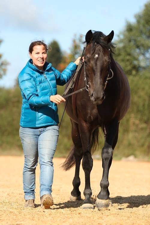 Aufbautraining Rehaplatz Pferd/Pony Jungpferdetraining in Rot an der Rot