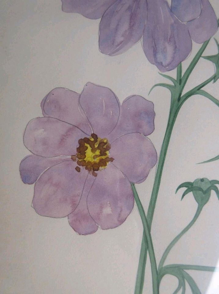   wunderschönes altes Aquarell ,  " Cosmea " in Düsseldorf