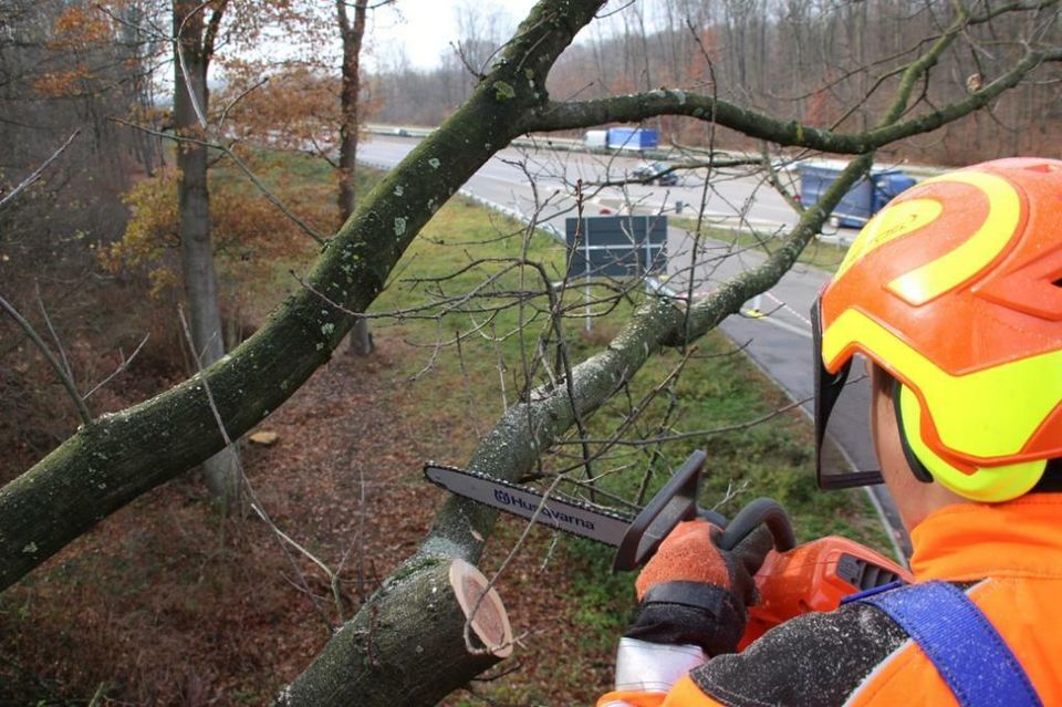 Motorsägenkurs Sägen Arbeitskorb Modul C Breisach/ Au am Rhein in Freiburg im Breisgau