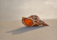 Muschelhorn, Schneckenhorn, Sankha, Ritualhorn, Meeresschnecke Baden-Württemberg - Leinfelden-Echterdingen Vorschau