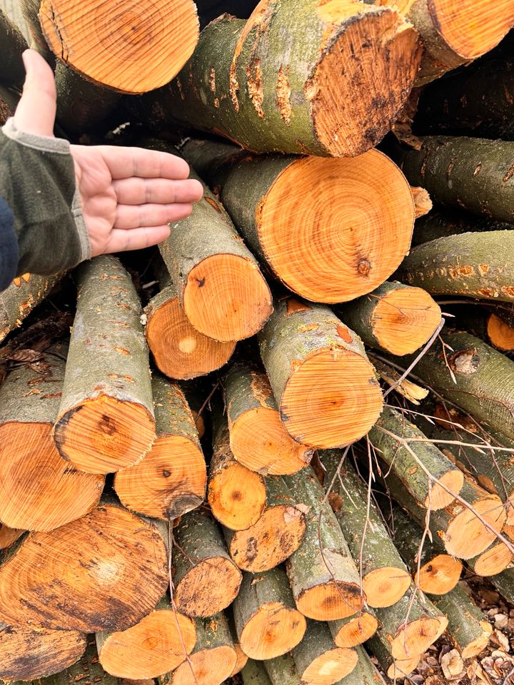 Brennholz Buche Eiche Laubholz Kaminholz in Kremmen