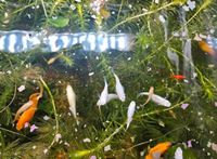 Fische aquarium Nordrhein-Westfalen - Ense Vorschau