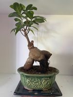 Indoor Bonsai Ficus Ginseng - ca. 3-4 Jahre alt Nordrhein-Westfalen - Gelsenkirchen Vorschau