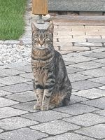 Katze vermisst Bayern - Kirchroth Vorschau