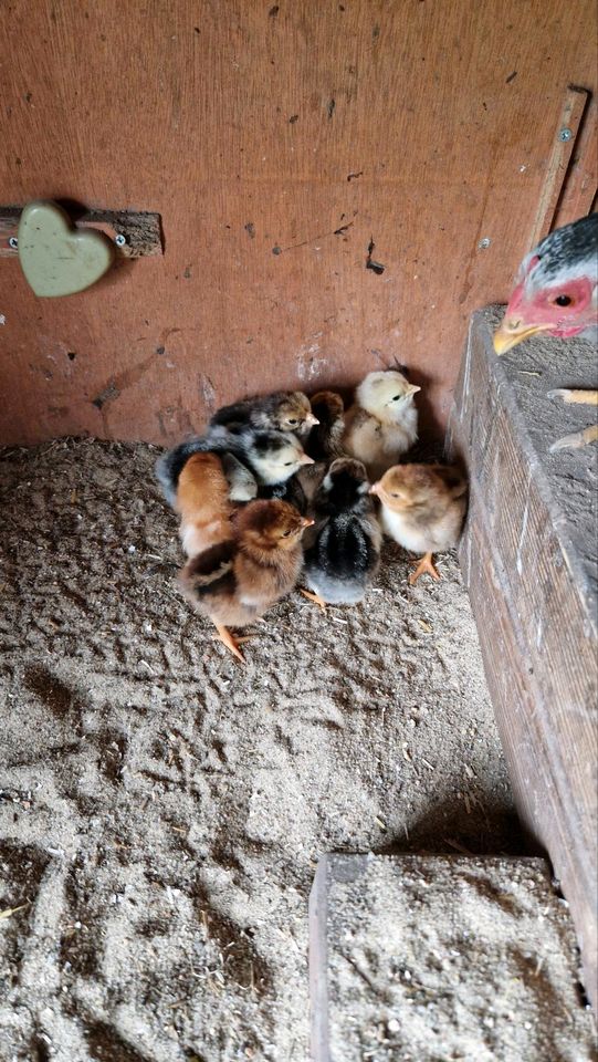 10 Bruteier Zwergwyandotten bunt Zwerg Wyandotten Huhn Ei Eier in Nordholz