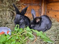 schwarze Wiener Kaninchen Stallhasen Thüringen - Zella-Mehlis Vorschau