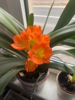 Clivie Clivia Klivie Zimmerpflanze orange Riemenblatt Feng Shui Mecklenburg-Vorpommern - Rubenow (bei Wolgast) Vorschau