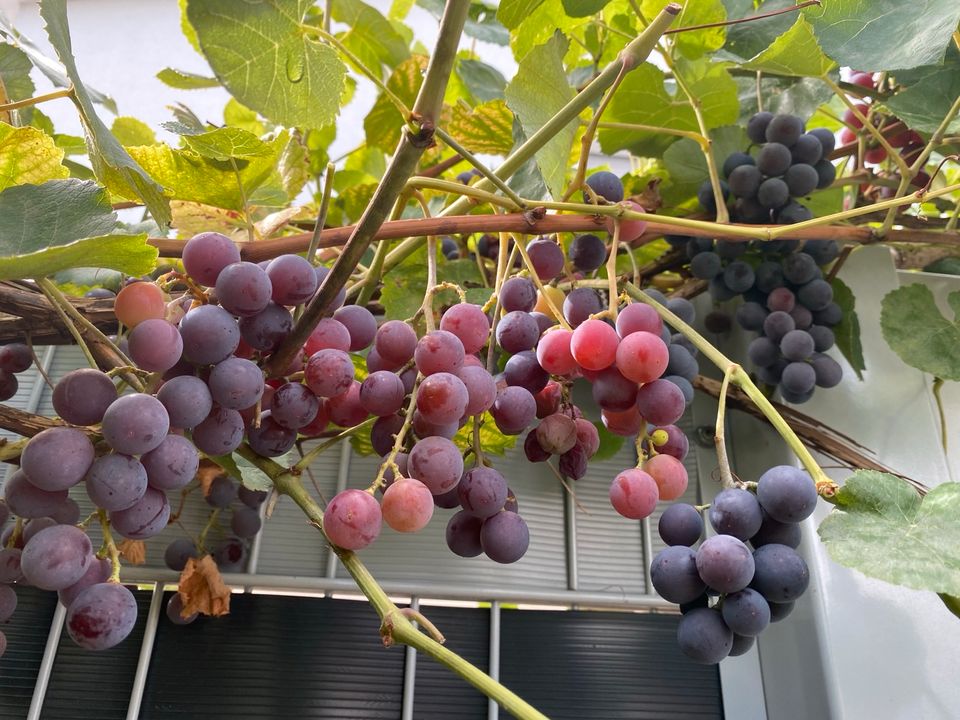 Weinrebe baum Weinblätter frisch asma yapragi in Darmstadt