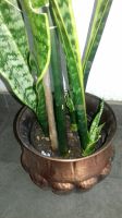 Sansevieria (Bogenhanf) ca 80 cm, pflegeleicht Bayern - Höchberg Vorschau