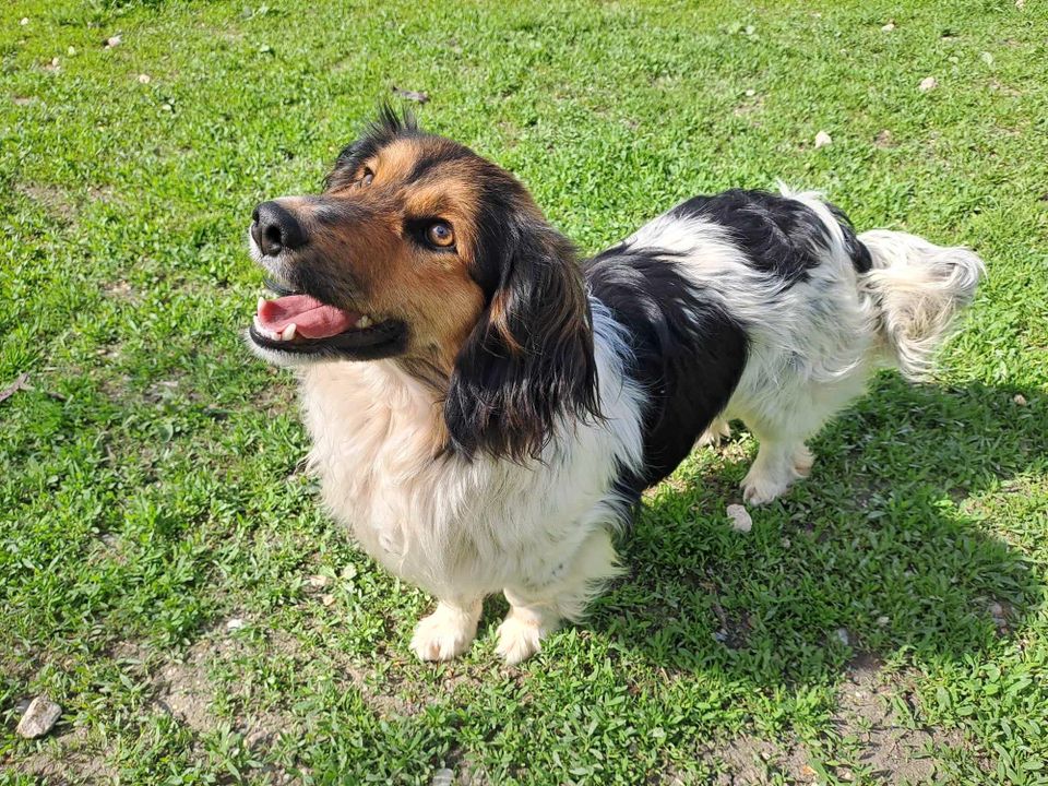 VICI ca. 2 J. Spaniel-Dackelmix-Rüde, Familienhund,lieb, ruhig in Sennfeld