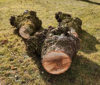 Lindenholz verwucherte Astenden zum Drechseln, Schnitzen, Basteln Kr. München - Garching b München Vorschau