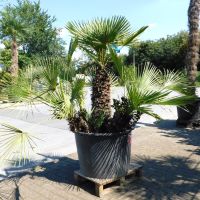 Zwergpalme "Chamaerops Humilis" (Nr.37) +/-170cm Nordrhein-Westfalen - Oberhausen Vorschau