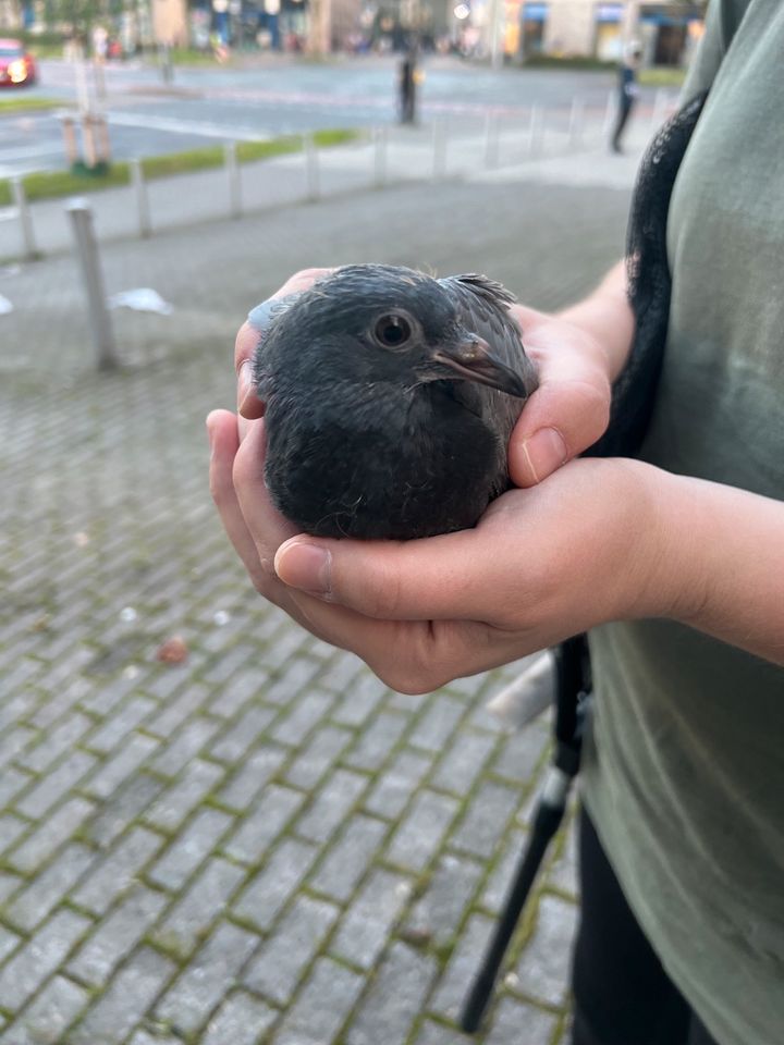 Gerettete Tauben suchen ein Zuhause in Dortmund