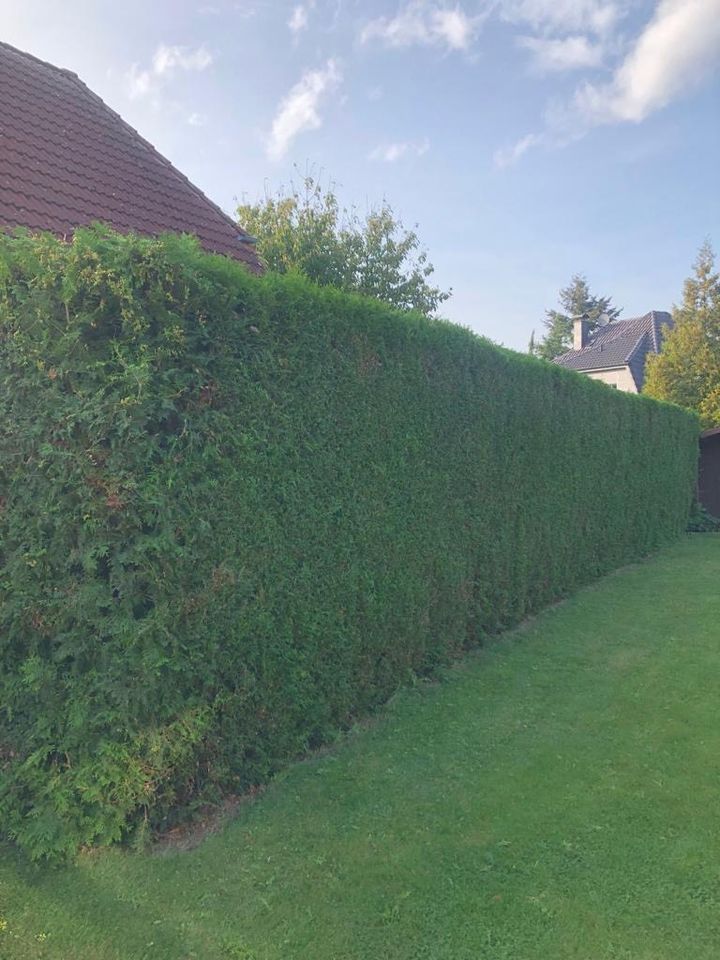 Baum entfernen Hecken entfernen Garten Rodung in Neustadt am Rübenberge