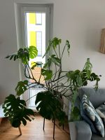 Monstera Pflanze Baden-Württemberg - Heidelberg Vorschau