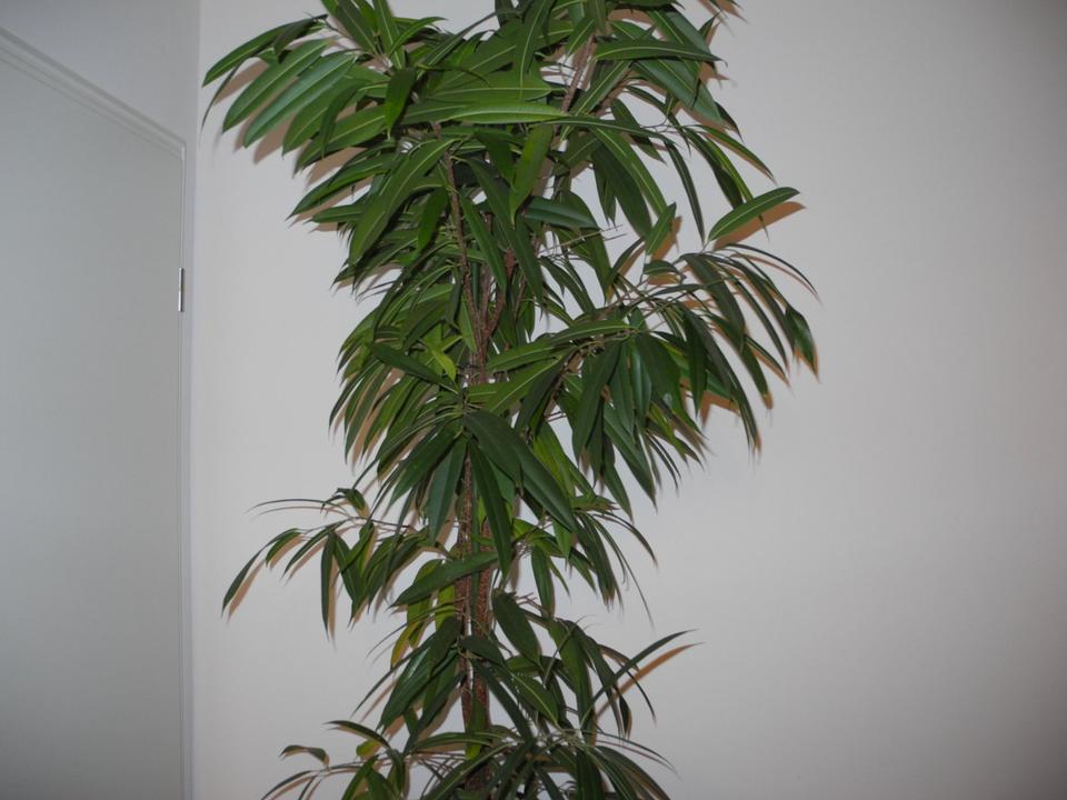 Zimmerpflanze Ficus Alii Gummibaum im Hydrokultur Topf, 2,50 m in Mainz