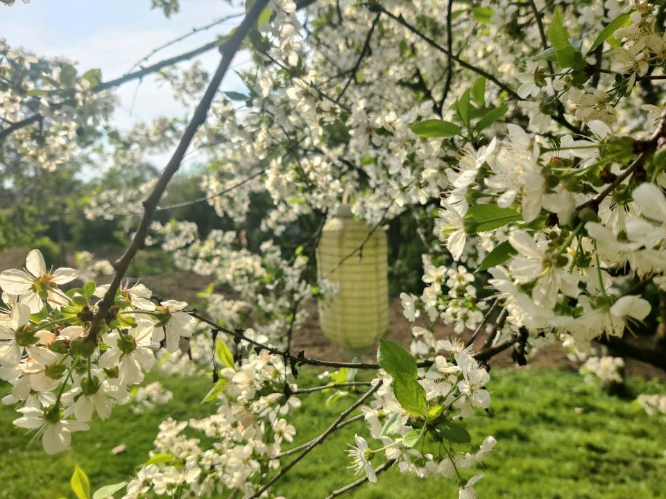 Bischofswerda: Standort für Imker und seine Bienen geboten in Dresden