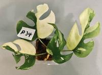 Rhaphidophora Tetrasperma Variegata ALBO - Monstera Minima - P34 Köln - Zollstock Vorschau