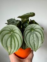 Watermelon peperomia argyreia Wassermelone Zimmerpflanze Ableger Niedersachsen - Bahrenborstel Vorschau