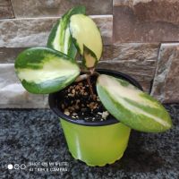 Hoya Acuta-Verticillata “Inner Variegated”, Jungpflanze mit Topf Saarland - Friedrichsthal Vorschau