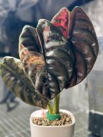 Alocasia Cuprea Black/ Red Secret Variegata Bayern - Germering Vorschau