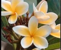 Plumeria Jungpflanzen Frangipani Tempelbaum duftende Blüte Hawaii Berlin - Treptow Vorschau