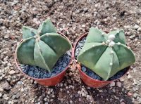 Astrophytum Myriostigma Kaktus Sukkulente Pflanze Blume ~8cm Hessen - Wiesbaden Vorschau