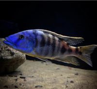 Tyrannochromis Nigriventer Nord chilumba Malawi Räuber Dortmund - Schüren Vorschau