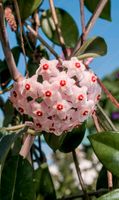 Ableger Wachsblume Hoya Carnosa rosa Blüten Porzellanblume München - Ramersdorf-Perlach Vorschau