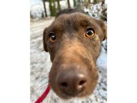 Gwinny - liebe und lustige Labrador Mix Hündin Bayern - Ebermannstadt Vorschau