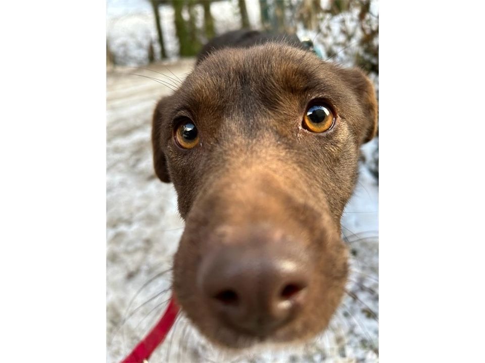 Gwinny - liebe und lustige Labrador Mix Hündin in Ebermannstadt